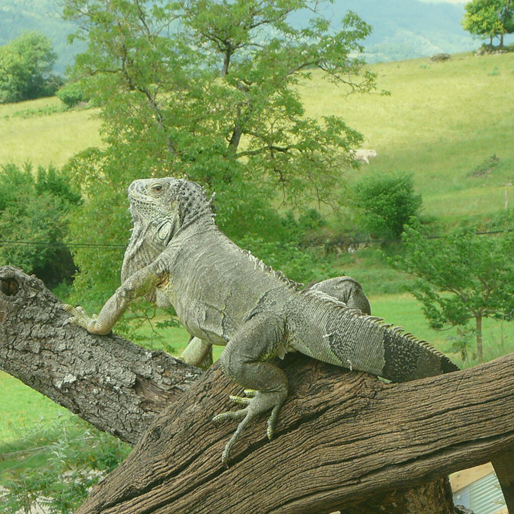 La Vallée Verte